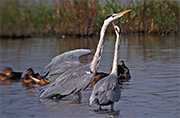 Bernat pescaire (Ardea cinerea)