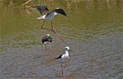 Cames Llargues (Himantopus himantopus)