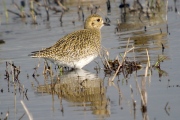 Daurada grossa (Pluvialis apricaria)