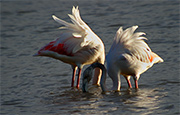 Flamenc (Phoenicopterus ruber)