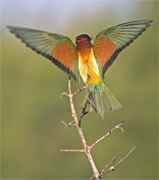 Abellerol (Merops apiaster)