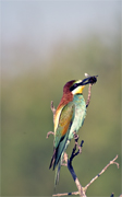 Abellerol (Merops apiaster)