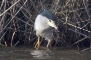 Martinet de Nit (Nycticorax nycticorax)