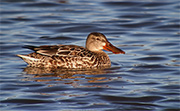 Anec cullerot (Anas clypeata)