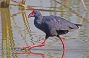 Polla blava (Porphyrio porphyrio)