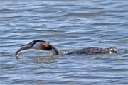 Cabussó emplomallat (Podiceps cristatus) 2 de 4