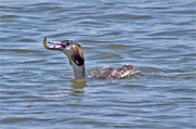 Cabussó emplomallat (Podiceps cristatus) 3 de 4