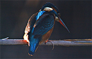 Blauet (Alcedo atthis)