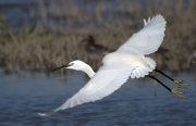 Martinet Blanc ( Egretta garzetta )