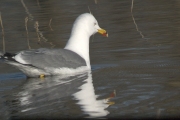 Gaviá argentat (Larus cachinnans)