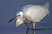 Martinet blanc (Egretta garzetta)