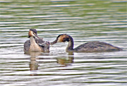 Cabussó emplomallat (Podiceps cristatus) 2de4