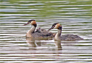 Cabossó emplomallat (Podiceps cristatus) 3de4