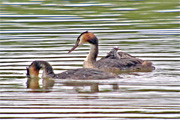 Cabossó emplomallat (Podiceps cristatus) 4de4