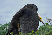 Corb mari gros (Phalacrocrorax carbo)