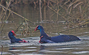 Polla blava (Porphyrio porphyrio) 4 de 4