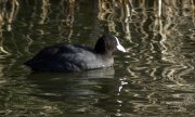 Fotja vulgar ( Fulica atra )