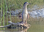 Martinet de Nit (Nycticorax nycticorax)