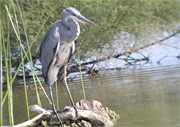 Bernat pescaire (Ardea cinerea) 3 de 3