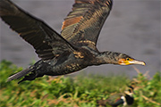 Corb mari gros (Phalacrocorax carbo)