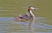 Cabussó emplomallat (Podiceps cristatus)