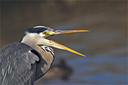 Bernat pescaire (Ardea cinerea)