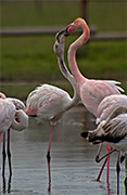 Flamenc (Phoenicopterus ruber)