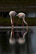 Flamenc (Phoenicopterus ruber)