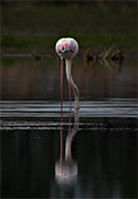 Flamenc (Phoenicopterus ruber)