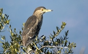 Martinet de nit (Nycticorax nycticorax).Jove