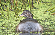 Cabusset (Tachybaptus ruficollis)