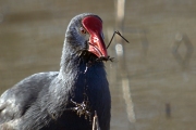 Polla Blava (Porphyrio porphyrio)