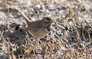 Cotxa Blava(Luscinia svecica)