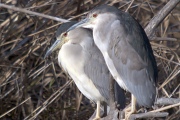 Martinet de Nit (Nycticorax nycticorax)