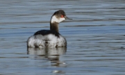 Cabussó Collnegre (Podiceps nigricollis)