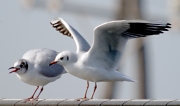 Gavina vulgar ( Larus ridibundus )