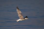 Gavia argentat ( Larus cachinnans)