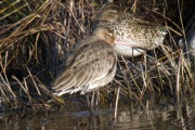 Tetol (Limosa limosa)