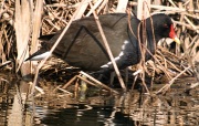 Polla d'aigua (Gallimula chloropus)