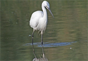 Martinet blanc (Egretta garzetta)