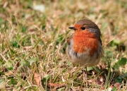 Pit roig (Erithacus rubecula)