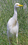 Esplugabous (Bubulcus ibis)