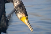 Corb marí emplomallat.( Phalacrocrorax aristotelis)