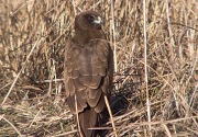 Arpella vulgar (Circus aeruginosus)