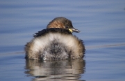 Cabusset (Tachybaptus ruficollis)