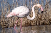 Flamenc (Phoenicopterus ruber)