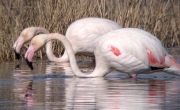 Flamenc (Phoenicopterus ruber)