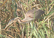 Agró roig (Ardea purpurea)