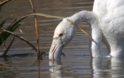 Flamenc (Phoenicopterus ruber)