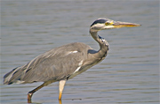 Bernat pescaire (Ardea cinerea)